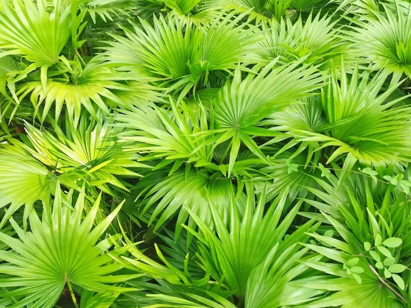 Green leaves